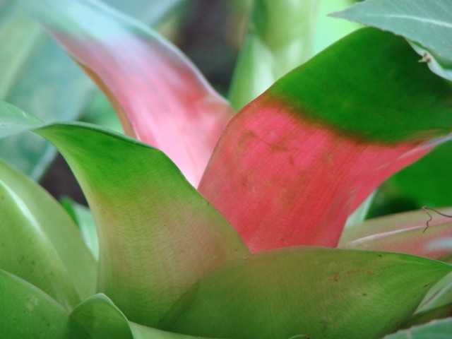 bromelija
